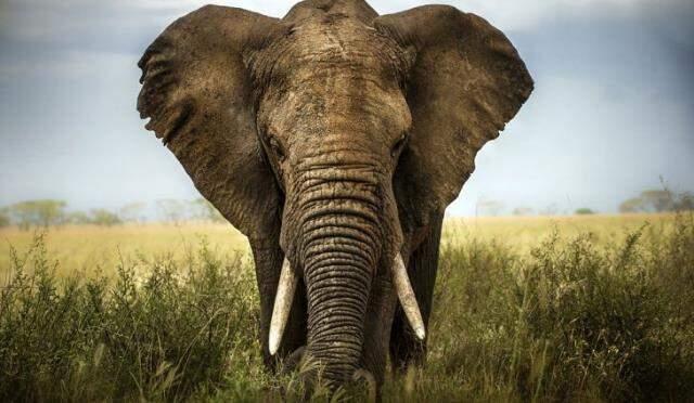 Gezegen yüzeyinin 600 kilometre yukarısından Afrika fillerini saydılar Gezegen yüzeyinin 600 kilometre yukarısından Afrika fillerini saydılar