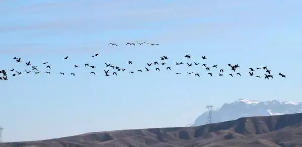 Göller Bölgesi'nde su kuşu sayımı başladı Göller Bölgesi'nde su kuşu sayımı başladı