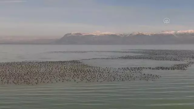 Göller Yöresi'nde bu yılki sayımlarda en çok sakarmeke, angıt ve çamurcun görüldü