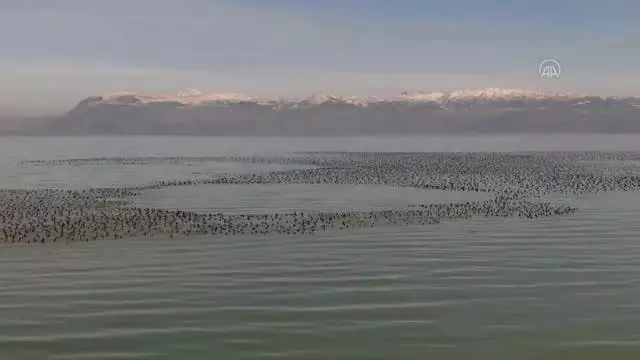 Göller Yöresi'nde bu yılki sayımlarda en çok sakarmeke, angıt ve çamurcun görüldü