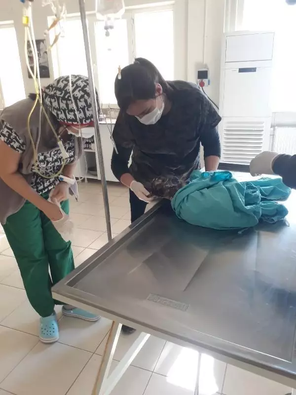Jandarmanın yaralı bulduğu kızıl şahine tedavi Jandarmanın yaralı bulduğu kızıl şahine tedavi