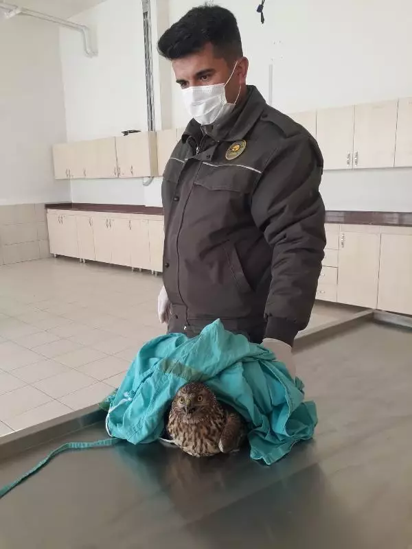 Jandarmanın yaralı bulduğu kızıl şahine tedavi Jandarmanın yaralı bulduğu kızıl şahine tedavi