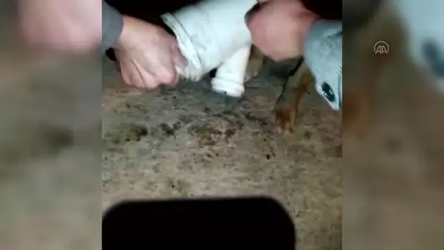 KASTAMONU - Başını plastik boruya sıkıştıran köpeği vatandaşlar kurtardı KASTAMONU - Başını plastik boruya sıkıştıran köpeği vatandaşlar kurtardı