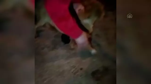 KASTAMONU - Başını plastik boruya sıkıştıran köpeği vatandaşlar kurtardı KASTAMONU - Başını plastik boruya sıkıştıran köpeği vatandaşlar kurtardı