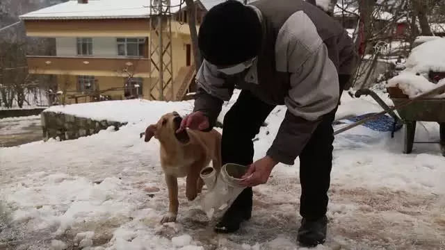 KASTAMONU - Başını plastik boruya sıkıştıran köpeği vatandaşlar kurtardı KASTAMONU - Başını plastik boruya sıkıştıran köpeği vatandaşlar kurtardı