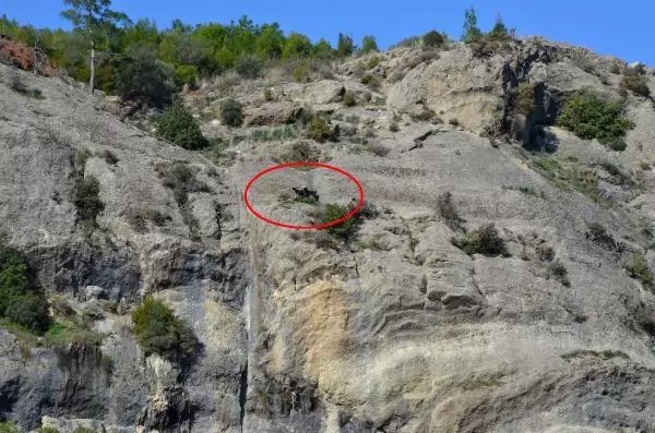Kayalıkta mahsur kalan 3 keçiyi jandarma kurtardı Kayalıkta mahsur kalan 3 keçiyi jandarma kurtardı