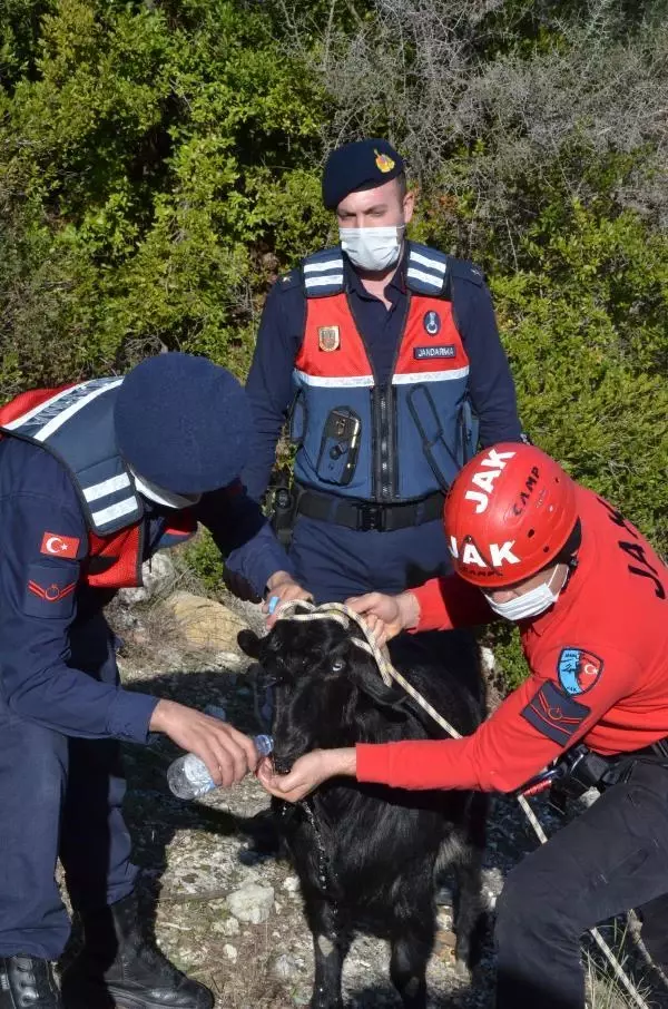 Kayalıkta mahsur kalan 3 keçiyi jandarma kurtardı Kayalıkta mahsur kalan 3 keçiyi jandarma kurtardı