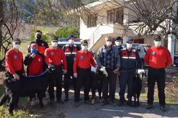 Kayalıkta mahsur kalan 3 keçiyi jandarma kurtardı Kayalıkta mahsur kalan 3 keçiyi jandarma kurtardı