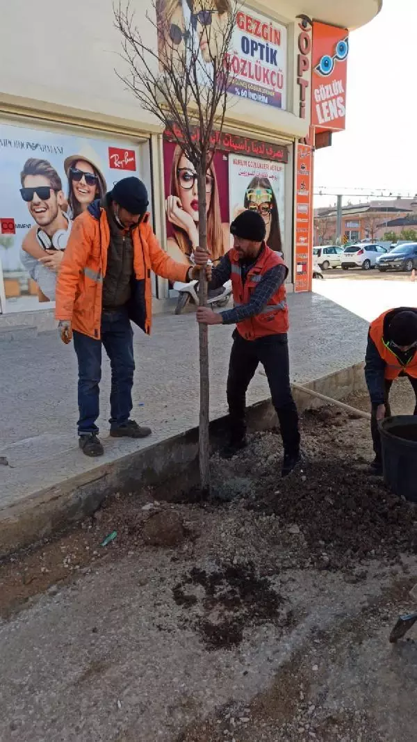 Kilis'te semaverde çay yapmak için ağaç kesen kişiye para cezası Kilis'te semaverde çay yapmak için ağaç kesen kişiye para cezası