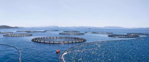 Muğla'dan geçen yıl 78 ülkeye balık ihraç edildi Muğla'dan geçen yıl 78 ülkeye balık ihraç edildi