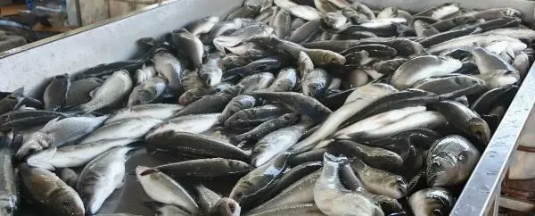 Muğla'dan geçen yıl 78 ülkeye balık ihraç edildi Muğla'dan geçen yıl 78 ülkeye balık ihraç edildi