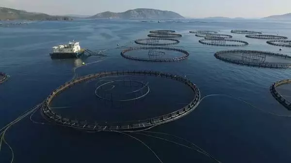Muğla'dan geçen yıl 78 ülkeye balık ihraç edildi Muğla'dan geçen yıl 78 ülkeye balık ihraç edildi
