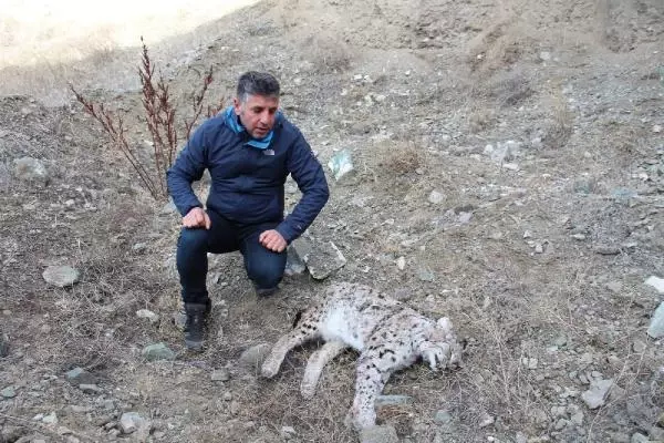 Nesli tükenmekte olan vaşağın silahla vurulmuş ölüsü bulundu