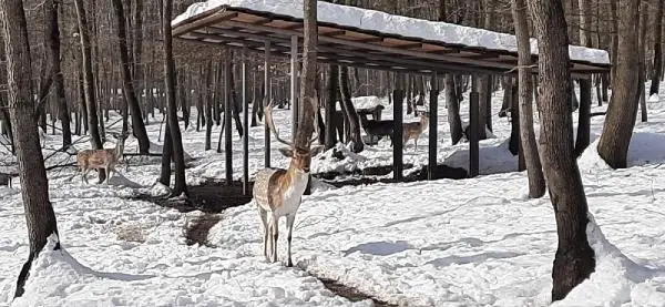Ormanya'da yaban hayatı canlanacak Ormanya'da yaban hayatı canlanacak