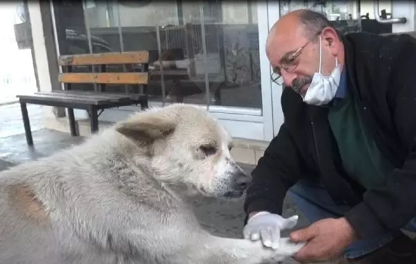Patisini tedavi ettiği köpekle esnaf arasında duygulandıran sevgi bağı Patisini tedavi ettiği köpekle esnaf arasında duygulandıran sevgi bağı
