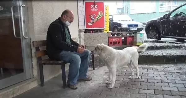 Patisini tedavi ettiği köpekle esnaf arasında duygulandıran sevgi bağı Patisini tedavi ettiği köpekle esnaf arasında duygulandıran sevgi bağı