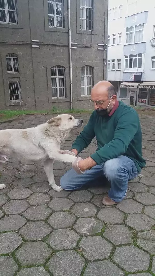 Patisini tedavi ettiği köpekle esnaf arasında duygulandıran sevgi bağı Patisini tedavi ettiği köpekle esnaf arasında duygulandıran sevgi bağı