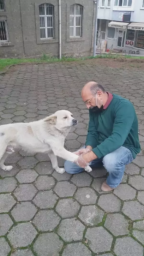 Patisini tedavi ettiği köpekle esnaf arasında duygulandıran sevgi bağı Patisini tedavi ettiği köpekle esnaf arasında duygulandıran sevgi bağı