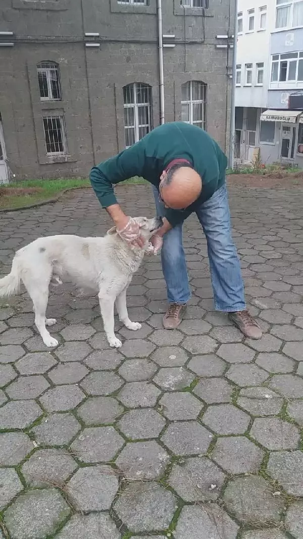 Patisini tedavi ettiği köpekle esnaf arasında duygulandıran sevgi bağı Patisini tedavi ettiği köpekle esnaf arasında duygulandıran sevgi bağı