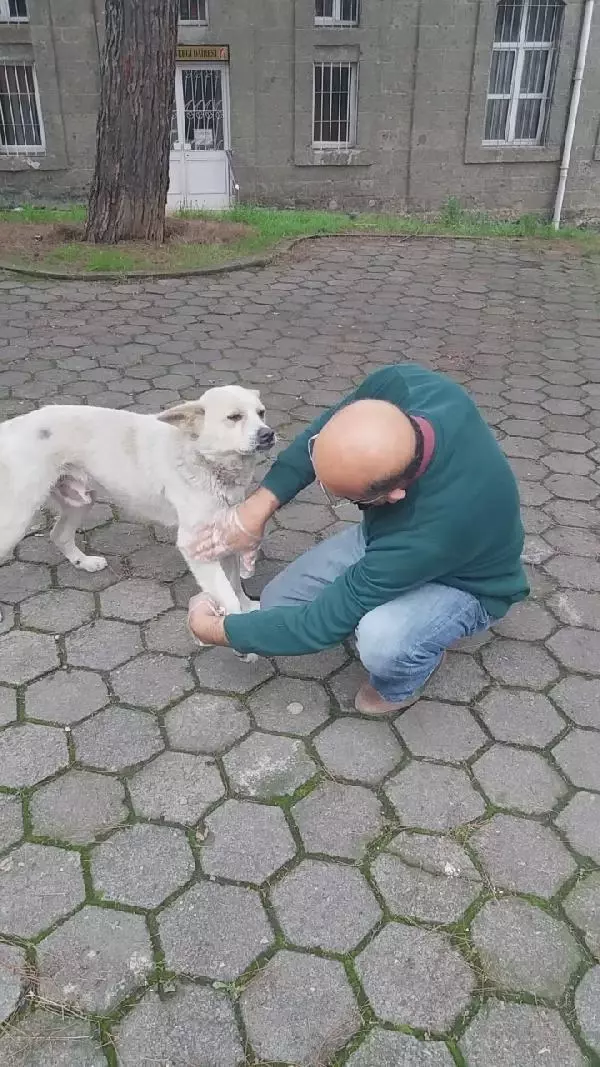 Patisini tedavi ettiği köpekle esnaf arasında duygulandıran sevgi bağı Patisini tedavi ettiği köpekle esnaf arasında duygulandıran sevgi bağı