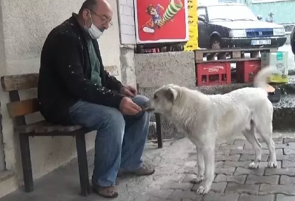 Patisini tedavi ettiği köpekle esnaf arasında duygulandıran sevgi bağı Patisini tedavi ettiği köpekle esnaf arasında duygulandıran sevgi bağı