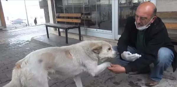 Patisini tedavi ettiği köpekle esnaf arasında duygulandıran sevgi bağı Patisini tedavi ettiği köpekle esnaf arasında duygulandıran sevgi bağı