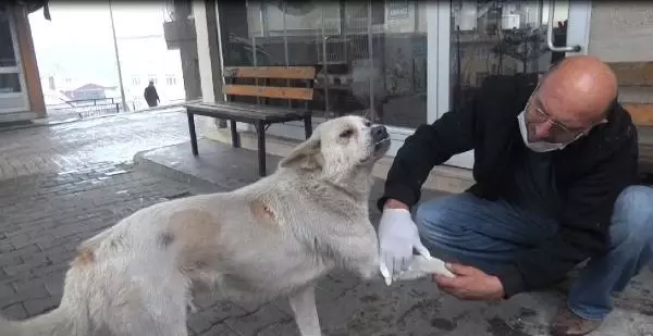 Patisini tedavi ettiği köpekle esnaf arasında duygulandıran sevgi bağı Patisini tedavi ettiği köpekle esnaf arasında duygulandıran sevgi bağı