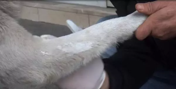 Patisini tedavi ettiği köpekle esnaf arasında duygulandıran sevgi bağı Patisini tedavi ettiği köpekle esnaf arasında duygulandıran sevgi bağı