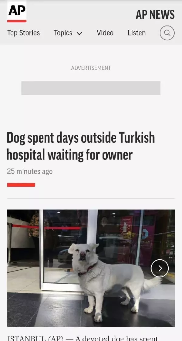 Dünya basınına manşet olan köpek, Trabzon'un 'Hachiko'su oldu Dünya basınına manşet olan köpek, Trabzon'un 'Hachiko'su oldu