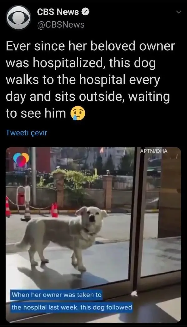 Dünya basınına manşet olan köpek, Trabzon'un 'Hachiko'su oldu Dünya basınına manşet olan köpek, Trabzon'un 'Hachiko'su oldu
