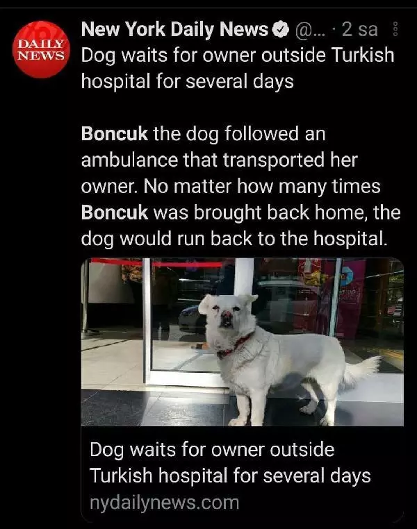 Dünya basınına manşet olan köpek, Trabzon'un 'Hachiko'su oldu Dünya basınına manşet olan köpek, Trabzon'un 'Hachiko'su oldu