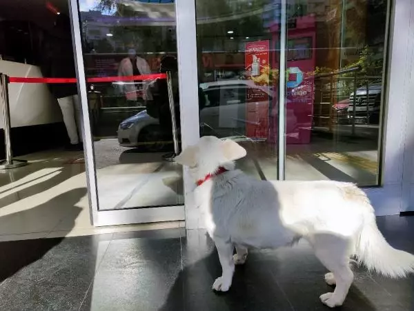 Dünya basınına manşet olan köpek, Trabzon'un 'Hachiko'su oldu Dünya basınına manşet olan köpek, Trabzon'un 'Hachiko'su oldu