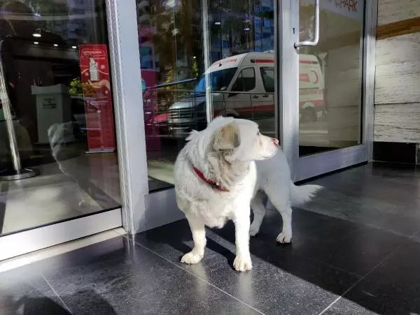 Dünya basınına manşet olan köpek, Trabzon'un 'Hachiko'su oldu Dünya basınına manşet olan köpek, Trabzon'un 'Hachiko'su oldu