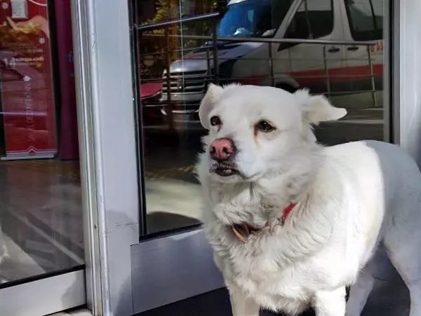 Dünya basınına manşet olan köpek, Trabzon'un 'Hachiko'su oldu Dünya basınına manşet olan köpek, Trabzon'un 'Hachiko'su oldu