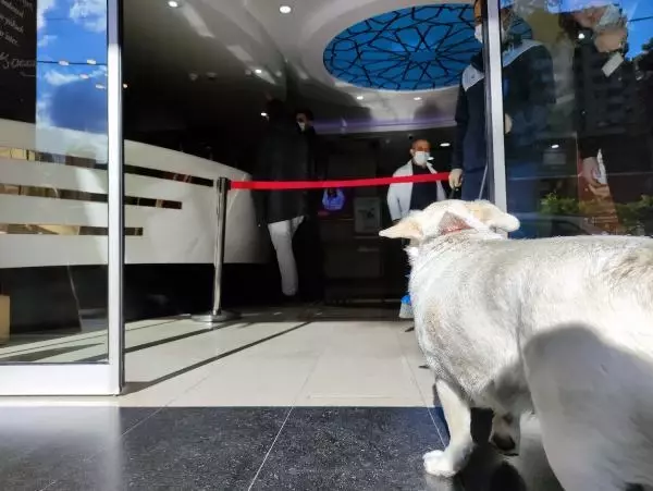Dünya basınına manşet olan köpek, Trabzon'un 'Hachiko'su oldu Dünya basınına manşet olan köpek, Trabzon'un 'Hachiko'su oldu