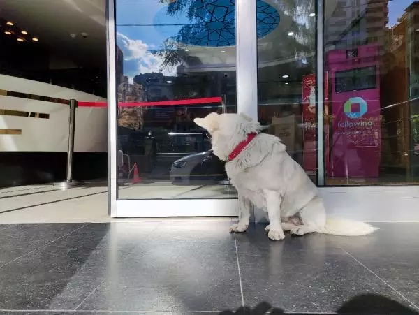 Dünya basınına manşet olan köpek, Trabzon'un 'Hachiko'su oldu Dünya basınına manşet olan köpek, Trabzon'un 'Hachiko'su oldu