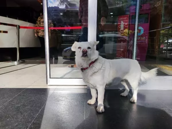 Dünya basınına manşet olan köpek, Trabzon'un 'Hachiko'su oldu Dünya basınına manşet olan köpek, Trabzon'un 'Hachiko'su oldu
