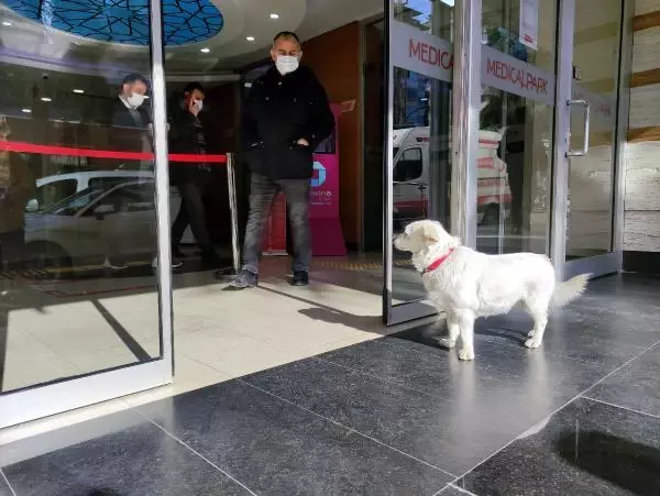 Dünya basınına manşet olan köpek, Trabzon'un 'Hachiko'su oldu Dünya basınına manşet olan köpek, Trabzon'un 'Hachiko'su oldu