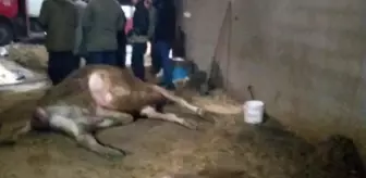 Son dakika haberleri: Siverek'te yangında dumandan zehirlenen 5 inek telef oldu