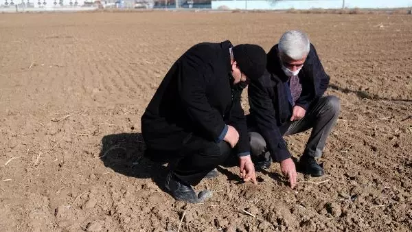 Son yağışlar, Konya Ovası'nda çiftçiye 'can suyu' oldu Son yağışlar, Konya Ovası'nda çiftçiye 'can suyu' oldu