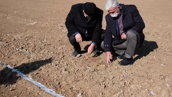 Son yağışlar, Konya Ovası'nda çiftçiye 'can suyu' oldu Son yağışlar, Konya Ovası'nda çiftçiye 'can suyu' oldu