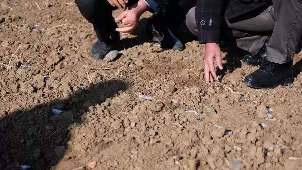 Son yağışlar, Konya Ovası'nda çiftçiye 'can suyu' oldu Son yağışlar, Konya Ovası'nda çiftçiye 'can suyu' oldu