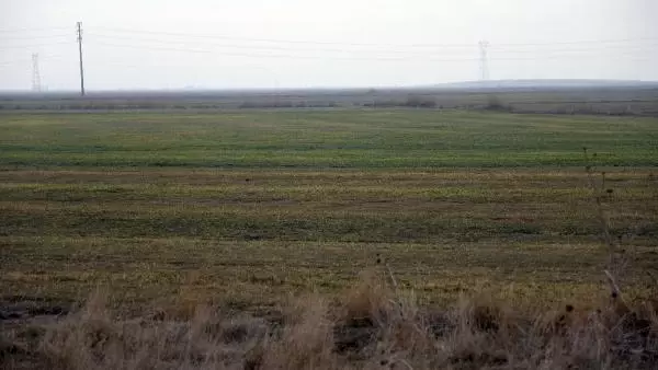 Son yağışlar, Konya Ovası'nda çiftçiye 'can suyu' oldu Son yağışlar, Konya Ovası'nda çiftçiye 'can suyu' oldu
