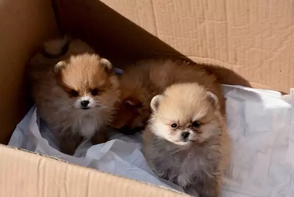 Yavru köpekleri uyuşturup, kaçak olarak Türkiye'ye getirdiler Yavru köpekleri uyuşturup, kaçak olarak Türkiye'ye getirdiler