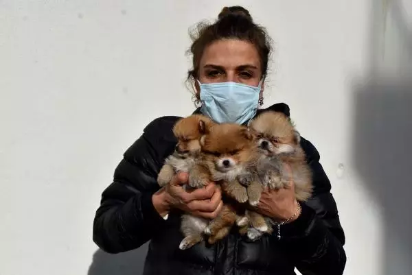 Yavru köpekleri uyuşturup, kaçak olarak Türkiye'ye getirdiler Yavru köpekleri uyuşturup, kaçak olarak Türkiye'ye getirdiler