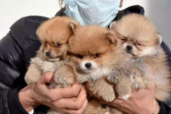 Yavru köpekleri uyuşturup, kaçak olarak Türkiye'ye getirdiler Yavru köpekleri uyuşturup, kaçak olarak Türkiye'ye getirdiler
