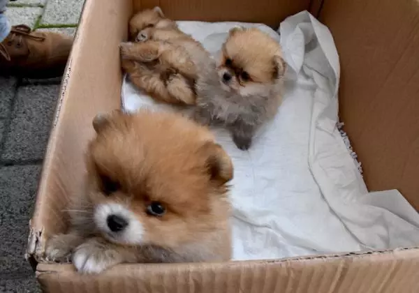 Yavru köpekleri uyuşturup, kaçak olarak Türkiye'ye getirdiler Yavru köpekleri uyuşturup, kaçak olarak Türkiye'ye getirdiler