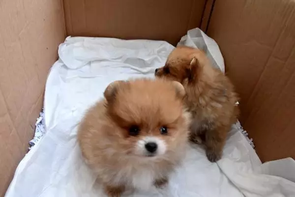 Yavru köpekleri uyuşturup, kaçak olarak Türkiye'ye getirdiler Yavru köpekleri uyuşturup, kaçak olarak Türkiye'ye getirdiler
