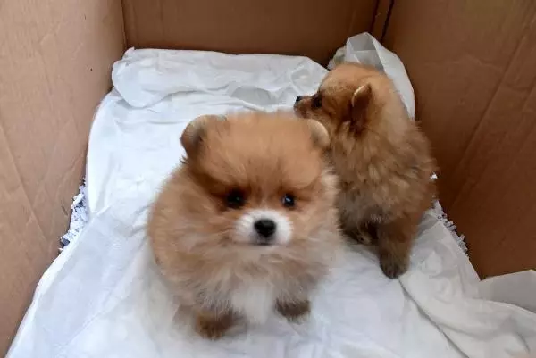 Yavru köpekleri uyuşturup, kaçak olarak Türkiye'ye getirdiler Yavru köpekleri uyuşturup, kaçak olarak Türkiye'ye getirdiler