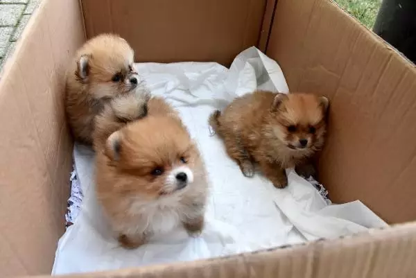 Yavru köpekleri uyuşturup, kaçak olarak Türkiye'ye getirdiler Yavru köpekleri uyuşturup, kaçak olarak Türkiye'ye getirdiler